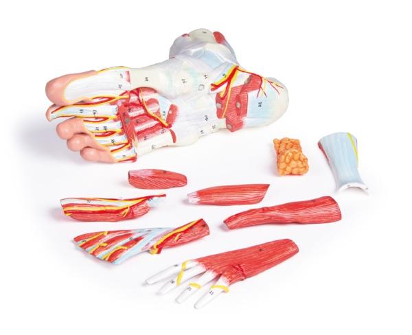 Erler Zimmer - Anatomie des Fußes, 9-teiliges Modell