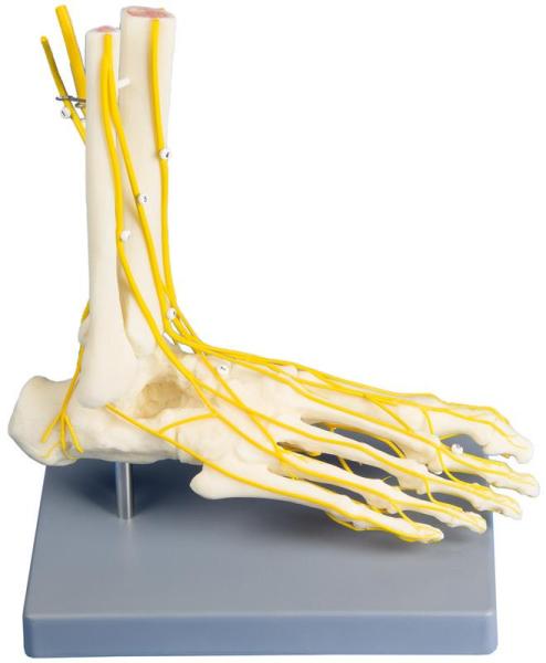 Erler Zimmer - Neuro Fuß
