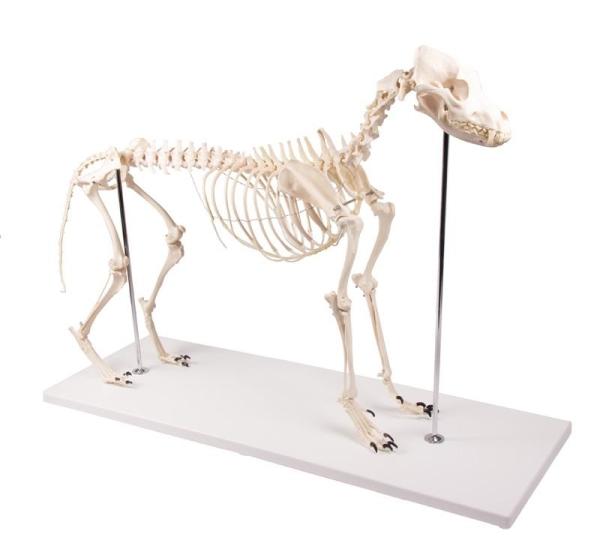 Erler Zimmer - Hundeskelett "Olaf", natürliche Größe