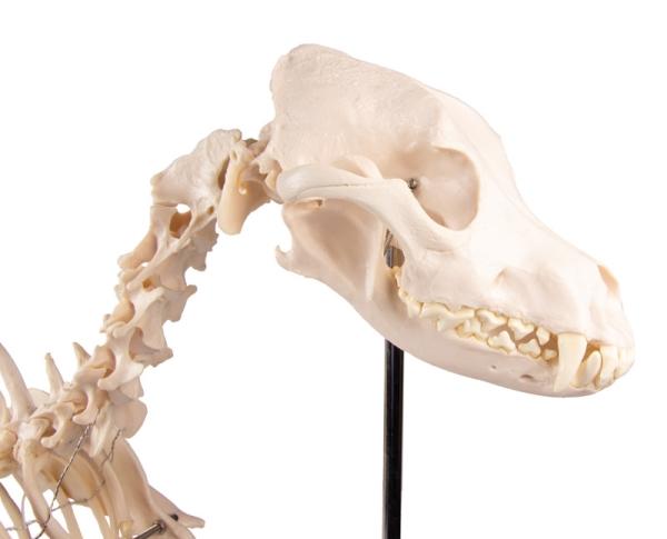 Erler Zimmer - Hundeskelett "Olaf", natürliche Größe