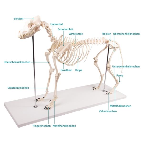 Erler Zimmer - Hundeskelett "Olaf", natürliche Größe