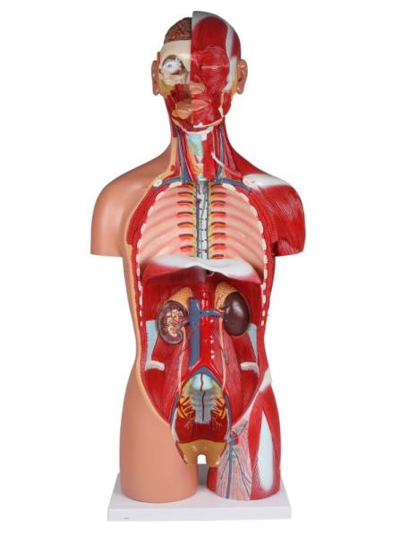 Erler Zimmer - Zweigeschlechtlicher Torso mit offenem Rücken, 28-teilig