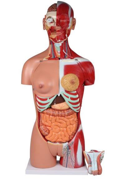 Erler Zimmer - Zweigeschlechtlicher Torso mit offenem Rücken, 28-teilig
