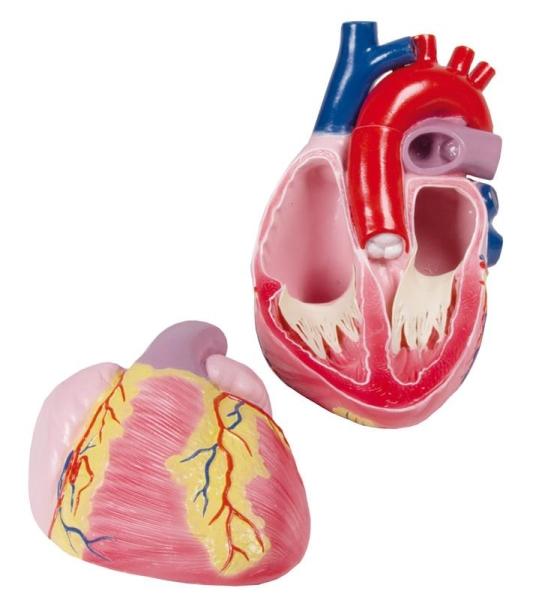 Erler Zimmer - Großes Herzmodell, 3-fache Lebensgröße, 2 Teile - EZ Augmented Anatomy